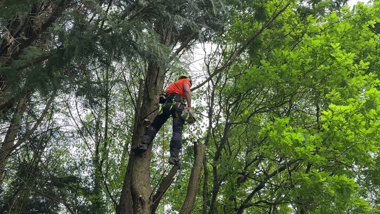 Best Root Management and Removal  in Columbus Grove, OH